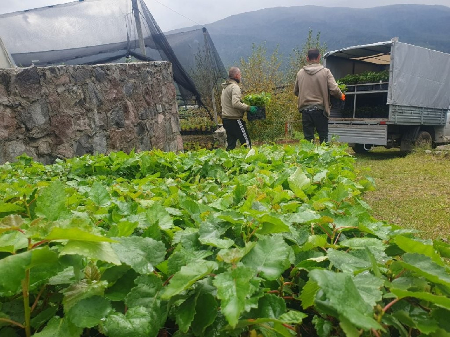 Անտառապատումը՝ կենսաբազմազանության ապահովման և բնական աղետների վտանգի նվազեցման միջոց (տեսանյութ, լուսանկարներ)