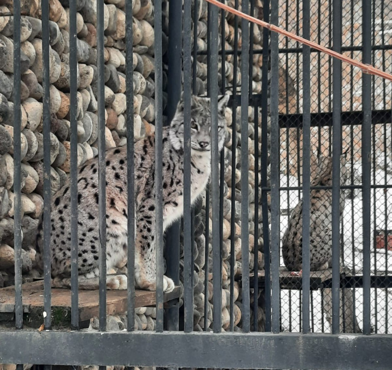 Ապօրինի պահվող լուսանը և կարմիրգրքյան թռչունները տեղափոխվել են Երևանի կենդանաբանական այգի