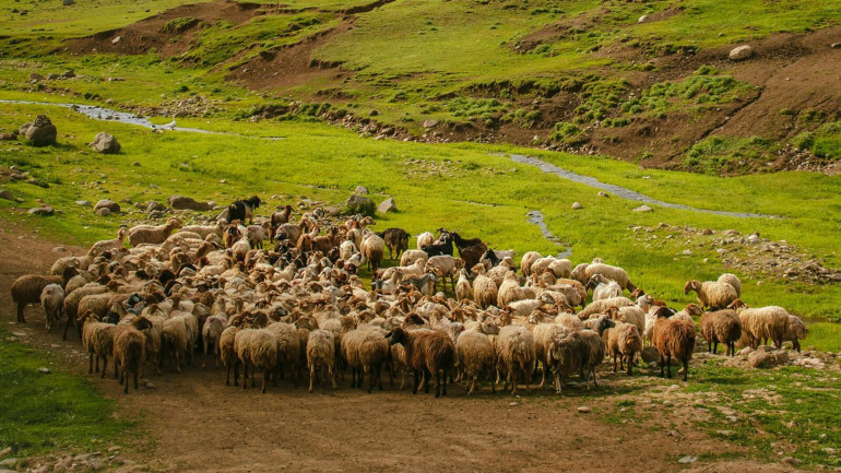 Ապարանում գողացել են 253 գլուխ ոչխար, վնասի չափը 18 մլն դրամ է