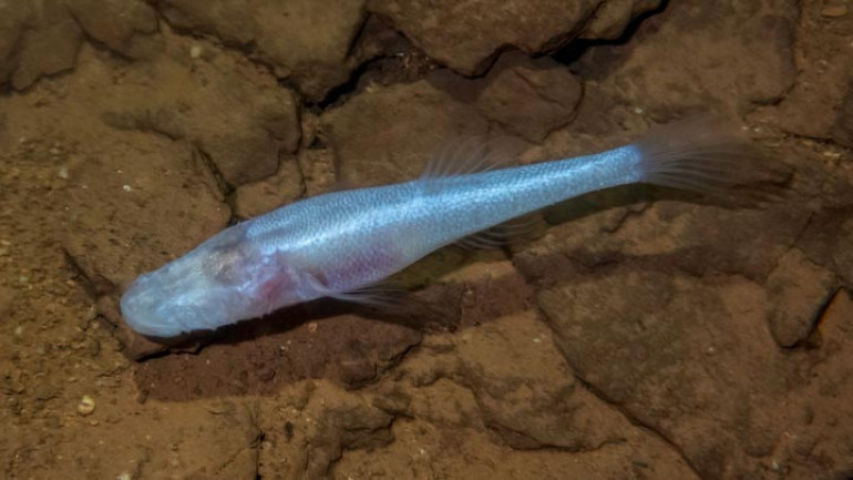 Scientists believe newly discovered demon cavefish may be among the rarest fish in the world