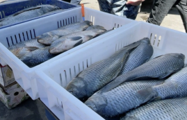 Армения получит возможность экспортировать рыбу и рыбную продукцию в Европейский союз. министр экономики
