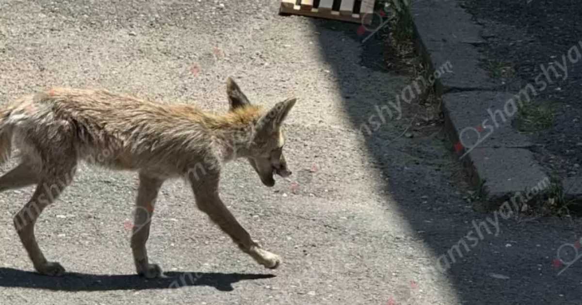 Աղվեսը մտել է Աբովյանի մանկապարտեզներից մեկը