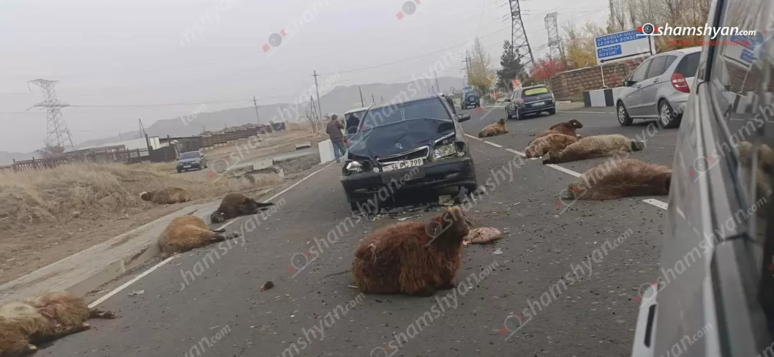 Շիրակում «Mercedes»-ը բախվել է ճանապարհի երթևեկելի հատվածում հայտնված ոչխարի հոտին (լուսանկարներ)