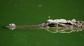 Portuguese man's body found inside crocodile in South Africa Portuguese man's body found inside crocodile in South Africa