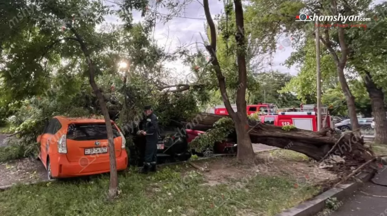 Երևանում հաստաբուն ծառն արմատից պոկվել ու ընկել է մեքենաների վրա