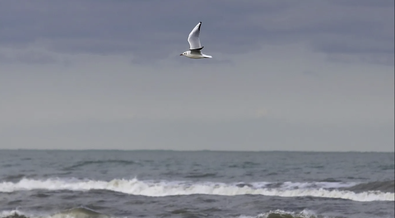 The world's largest lake is disappearing – and it's taking ecosystems and livelihoods with it