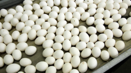 At least 306 people infected with salmonella in Belgium in outbreak linked to eggs At least 306 people infected with salmonella in Belgium in outbreak linked to eggs