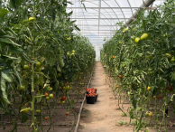 ՀՀ–ում հունվար-սեպտեմբերին գյուղատնտեսության ծավալը նվազել է 4.8 տոկոսով. վիճակագրական կոմիտե