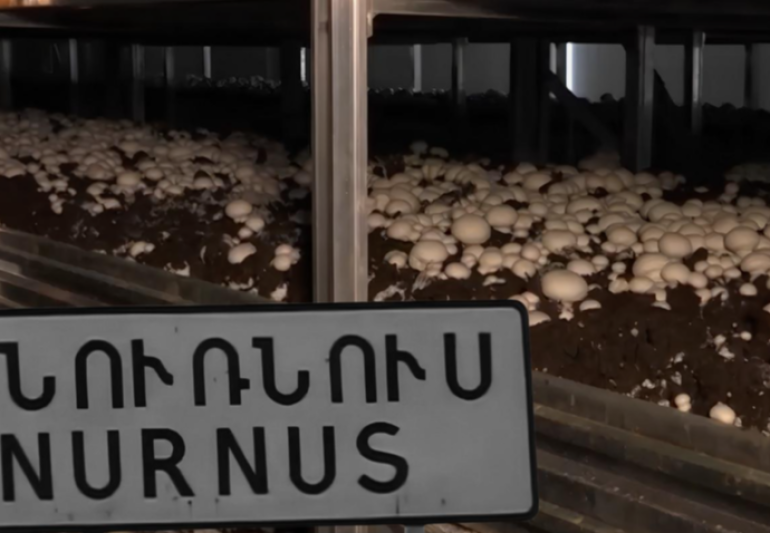 Տարիներ ձգվող գարշահոտություն. Նուռնուսի բնակիչները դժգոհում են «Առողջ սունկ» ՍՊԸ-ի գործունեությունից. Hetq.am Տարիներ ձգվող գարշահոտություն. Նուռնուսի բնակիչները դժգոհում են «Առողջ սունկ» ՍՊԸ-ի գործունեությունից. Hetq.am