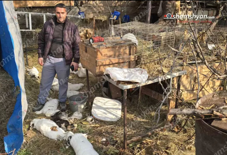 Վարդաշենում թափառող շները խեղդամահ են արել քաղաքացուն պատկանող 18 ճագար, որոնց մի մասը պետք է ծներ