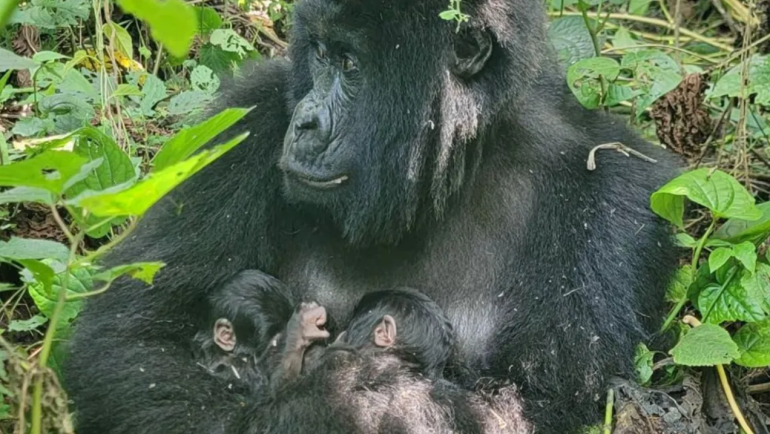 Rare mountain gorilla twins born in Africa's oldest national park