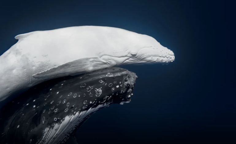 Image of ultra-rare white whale scoops top prize at World Nature Photography Awards