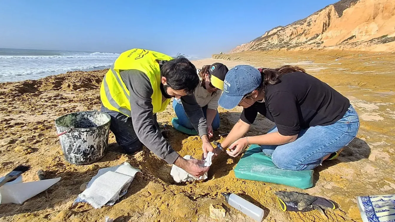 'An important paleontological find': Portugal’s storms expose rare 10 million-year-old whale fossils