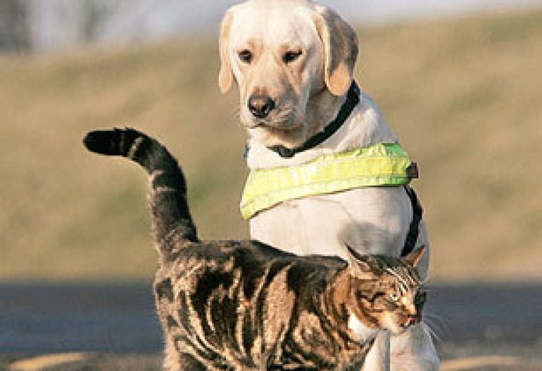 It’s Raining Cats and Dogs in Community Budget: New Pet Tax to Bring in Revenues, Says Yerevan City Hall
