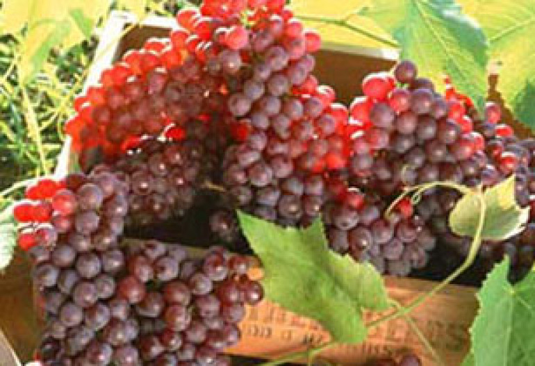 Why Are Armenian Wines Not Competitive in the Global Market?