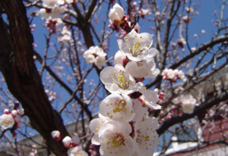 Overnight Freezing Temperatures have Damaged Armenian Crops This Year