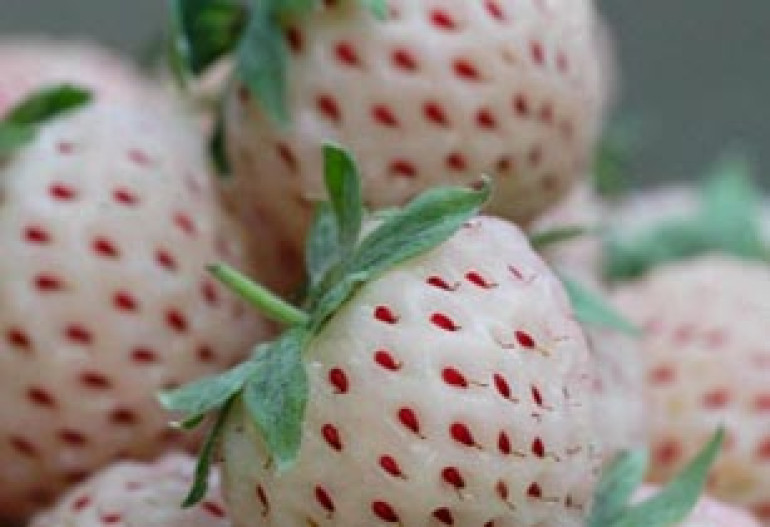 New Fruit Makes its Way to UK Supermarkets