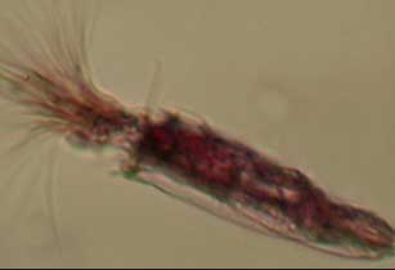 First Oxygen-Free Animals Found 