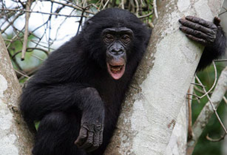 Bonobo Monkeys Shake Heads to Say ‘NO,’ Insist Sientists