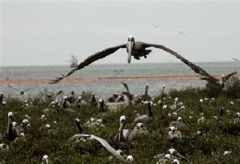 Oil Slick Reaches Wildlife Refuge 
