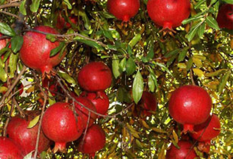 Grenade Juice Most Helpful Antioxidant against Cancer 
