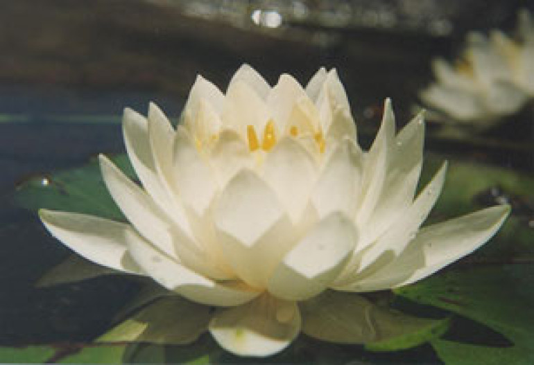 Waterlily Saved from Extinction