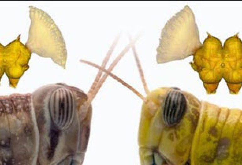 Swarming 'Swells' Locusts' Brains Swarming locusts not only look different and act differently to solitary locusts, they also ha