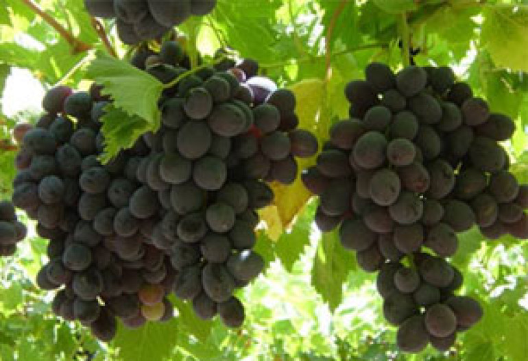 More Grape Fruit Expected in Armenia in 2010 