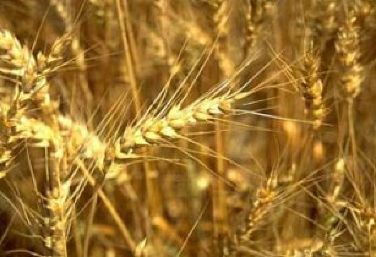 Armenia will import less wheat than usual  
