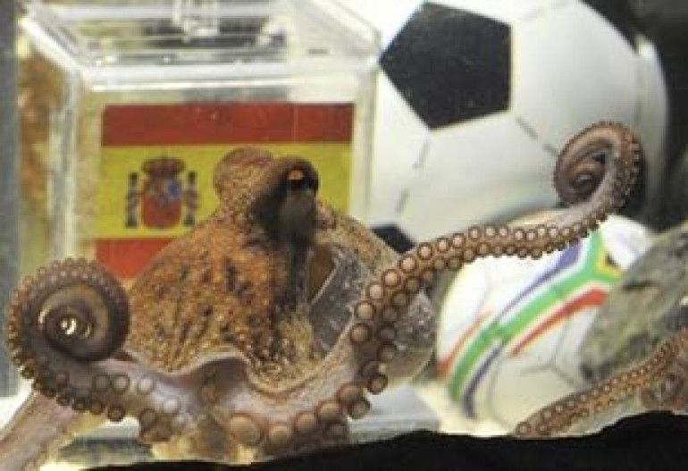 Viva Espana, says Paul the 'psychic' octopus