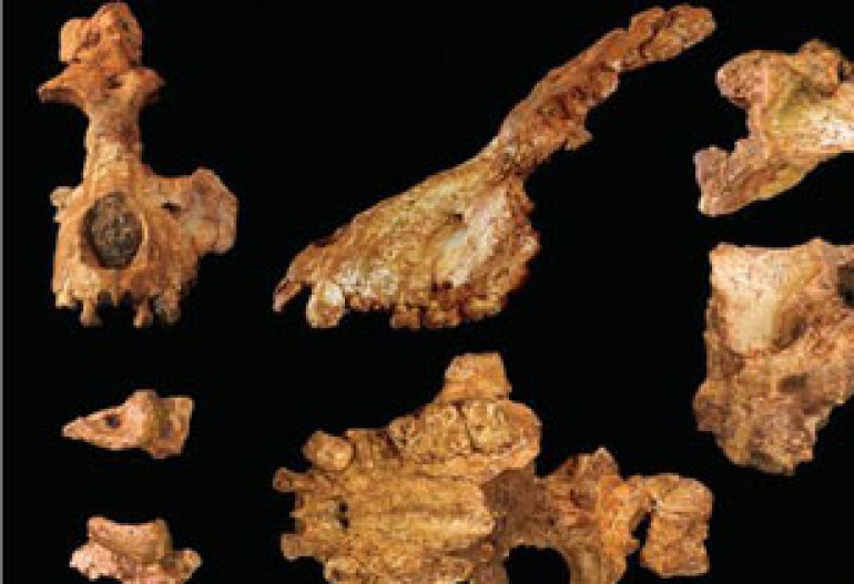 Fossil links humans and monkeys 