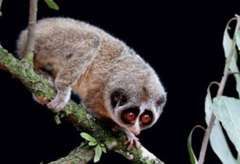 Wide-eyed primate caught on camera for first time