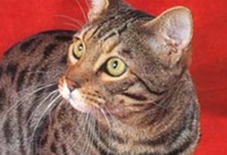 Кошка родила щенка
