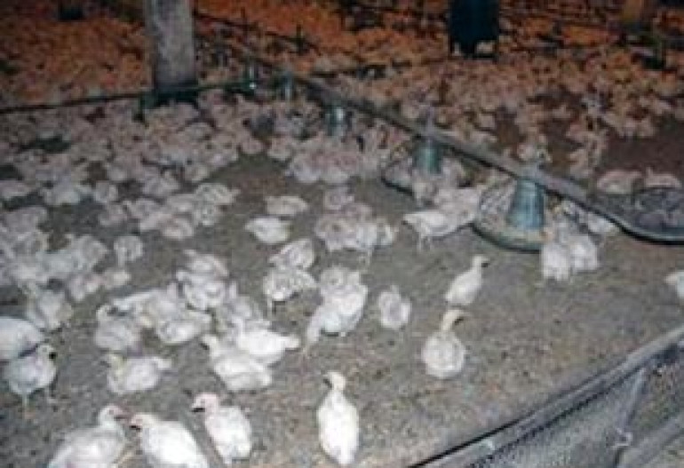 Will X-Group buy a new poultry factory? 