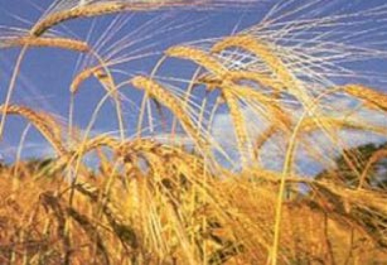 Wheat at 23-month high on Russia curbs