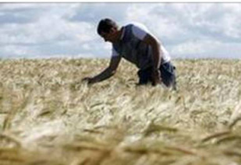 Wheat ban may be extended beyond 2010: Russia reduces grain harvest forecast