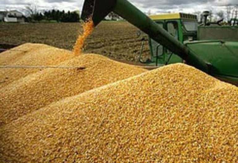 Ukraine blocking wheat exports: Businessmen capitalize on the situation 
