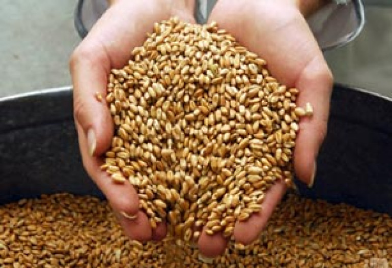 Iran is potential wheat market for Armenia to import