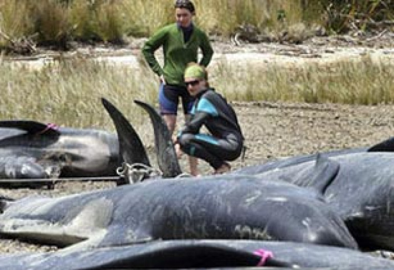В Новой Зеландии 58 черных дельфинов совершили массовое самоубийство