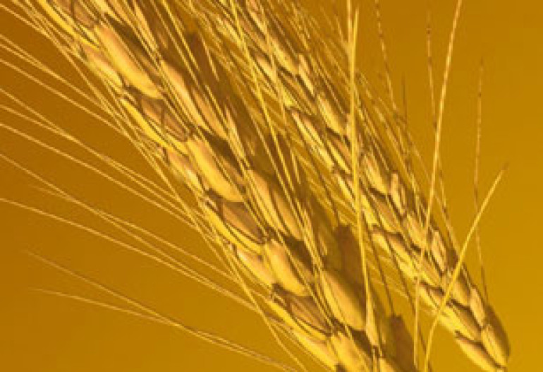 Ban on Russian wheat exports lifted partially 