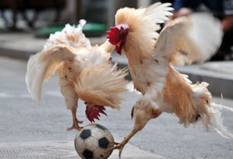 Cocks in China play football 