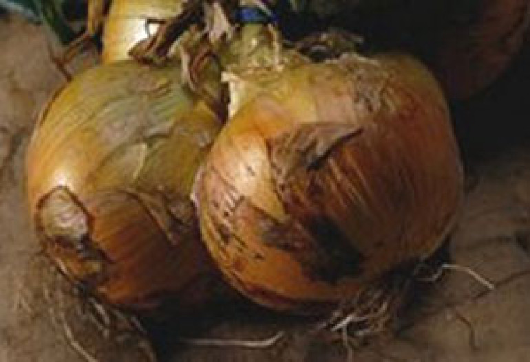 Лук не даст состариться мозгу