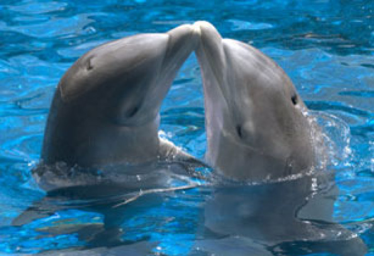 Dolphins, sea cats and sea lions: Yerevan will have a dolphinarium soon 