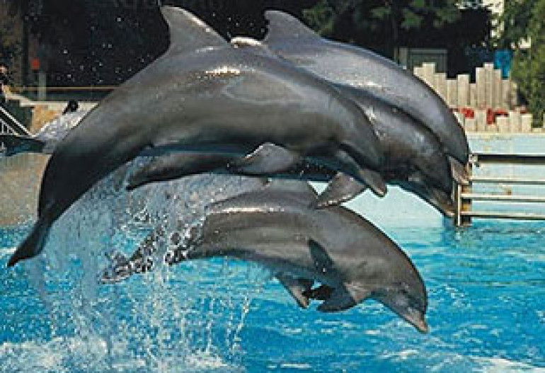 Dolphinarium construction won’t distort park’s ecology and content, says Ministry of Culture 