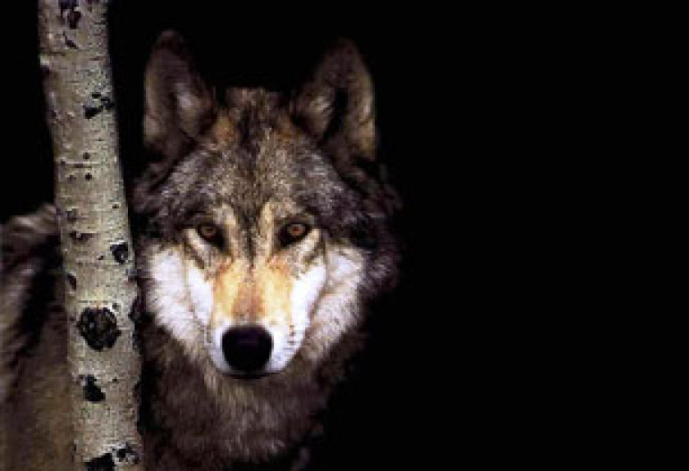 Wolves tear up sheep in Armenian village