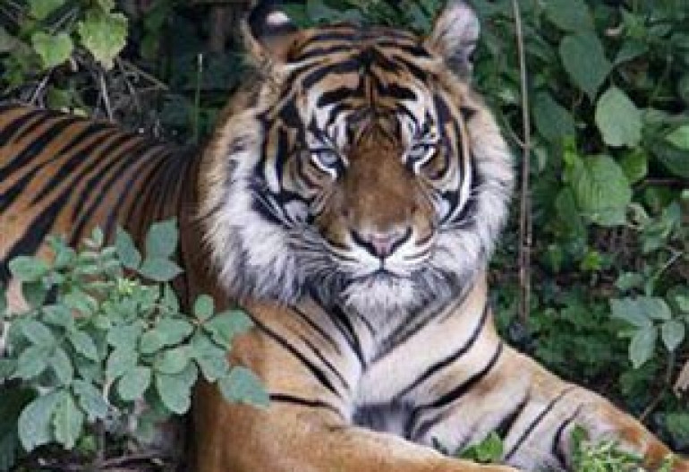 Планета может полностью лишиться всех тигров к 2022 году - WWF