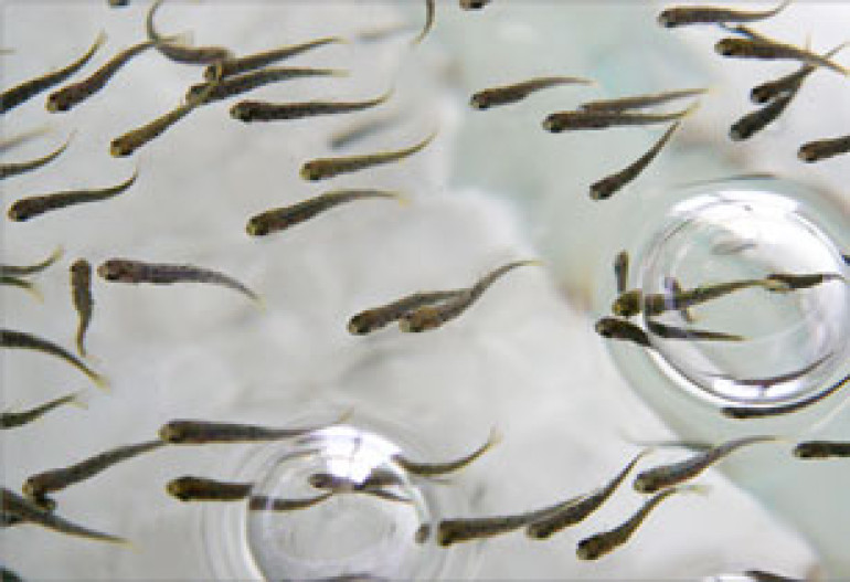 Environmentalists propose ban on fishing in Lake Sevan