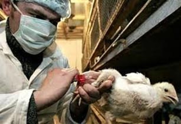 Swine and bird plague incidences decline in Armenia: Grisha Baghiyan