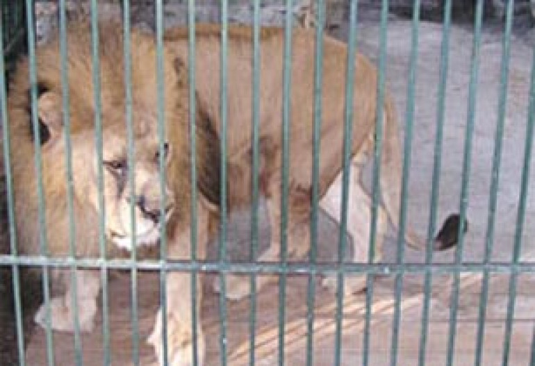 Lion kills its feeding person in Hrazdan zoo  