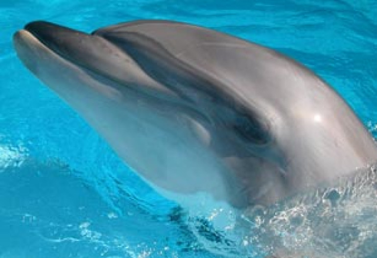 Dolphins kept in dolphinariums can pose threat to human life